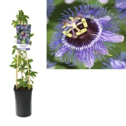 Passiebloem (Passiflora 'Purple Rain') -Tuinplanten Winkel k303.75905 passiflora purple rain light s pot