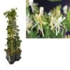 Hedera-Kamperfoelie Mix Haag (Belgica Select) 1 Hedera-Kamperfoelie Mix Haag (Belgica Select) -Tuinplanten Winkel k390.99136 lonicera per. belgica select 1m privacy