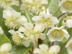 Kiwiplant (Actinidia 'Atlas') -Tuinplanten Winkel k91105 actinidia deliciosa atlas