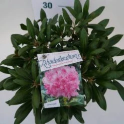 Dwergrhododendron (Rhododendron 'Kalinka') -Tuinplanten Winkel kalinka c4 boven