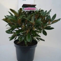 Dwergrhododendron (Rhododendron 'Kalinka') -Tuinplanten Winkel kalinka c4 voor