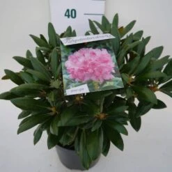 Dwergrhododendron (Rhododendron 'Kalinka') -Tuinplanten Winkel kalinka c4 zij