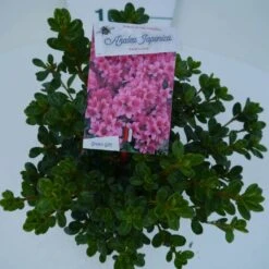 Japanse Azalea (Rhododendron 'Kermesina') 12 Japanse Azalea (Rhododendron 'Kermesina') -Tuinplanten Winkel kermesina c2 boven