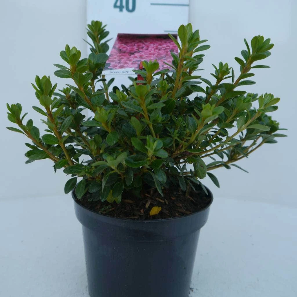 Japanse Azalea (Rhododendron 'Kermesina') 6 Japanse Azalea (Rhododendron 'Kermesina') - Afbeelding 4