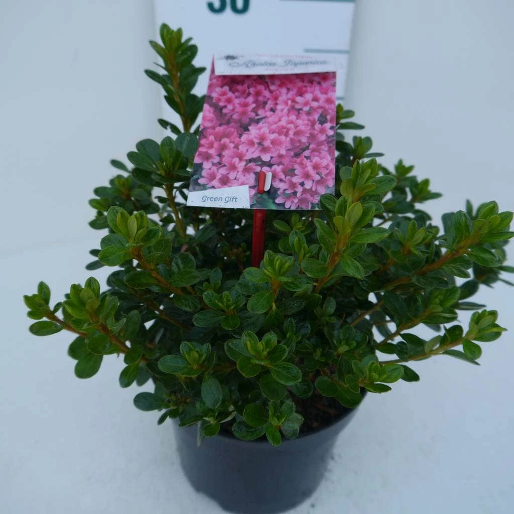 Japanse Azalea (Rhododendron 'Kermesina') 7 Japanse Azalea (Rhododendron 'Kermesina') - Afbeelding 5