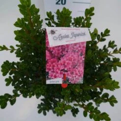 Japanse Azalea (Rhododendron 'Kermesina') 15 Japanse Azalea (Rhododendron 'Kermesina') -Tuinplanten Winkel kermesina c4 boven