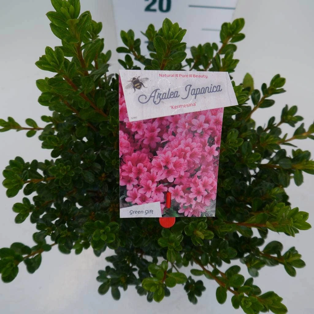 Japanse Azalea (Rhododendron 'Kermesina') 8 Japanse Azalea (Rhododendron 'Kermesina') - Afbeelding 6