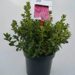 Japanse Azalea (Rhododendron 'Kermesina') 16 Japanse Azalea (Rhododendron 'Kermesina') -Tuinplanten Winkel kermesina c4 voor