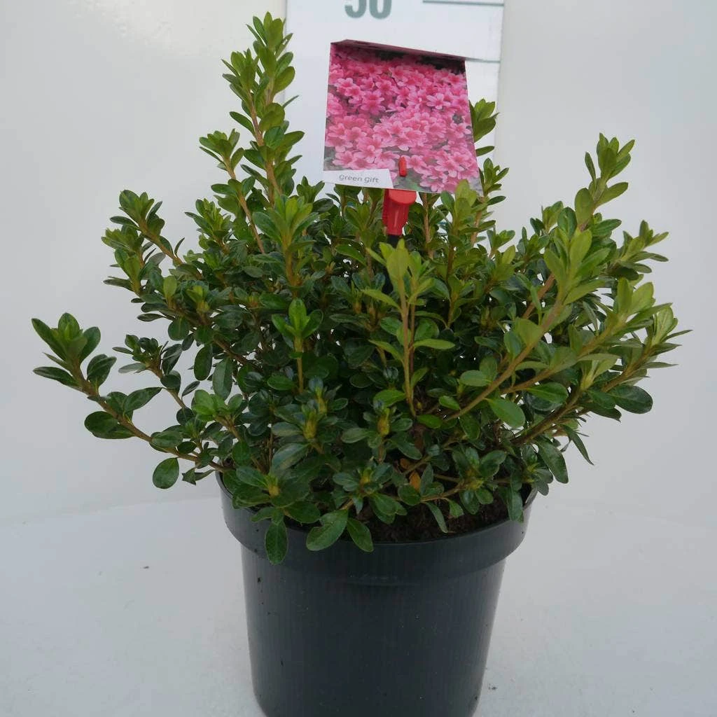 Japanse Azalea (Rhododendron 'Kermesina') 9 Japanse Azalea (Rhododendron 'Kermesina') - Afbeelding 7