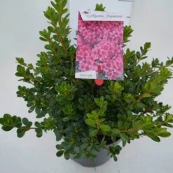 Japanse Azalea (Rhododendron 'Kermesina') 17 Japanse Azalea (Rhododendron 'Kermesina') -Tuinplanten Winkel kermesina c4 zij