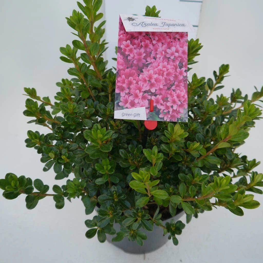 Japanse Azalea (Rhododendron 'Kermesina') 10 Japanse Azalea (Rhododendron 'Kermesina') - Afbeelding 8