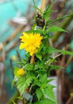 Ranonkelstruik (Kerria Japonica 'Pleniflora') -Tuinplanten Winkel kerria pleniflora lm01