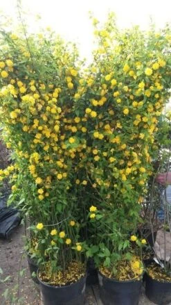 Ranonkelstruik (Kerria Japonica 'Pleniflora') -Tuinplanten Winkel kerria2