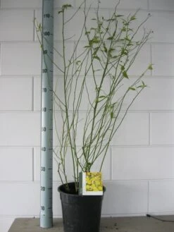 Ranonkelstruik (Kerria Japonica 'Pleniflora') -Tuinplanten Winkel kerria pleniflora c7 oktober