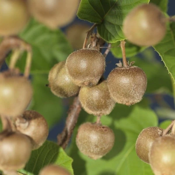 Kiwiplant Als Dakboom (Actinidia Chinensis) 4 Kiwiplant Als Dakboom (Actinidia Chinensis) - Afbeelding 2