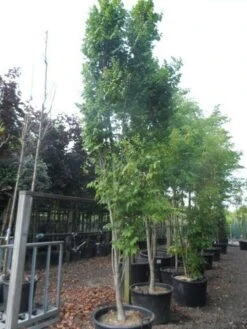 Zeepboom (Koelreuteria Paniculata 'Fastigiata') -Tuinplanten Winkel koelreuteria paniculata fastigiata 350 400 c160