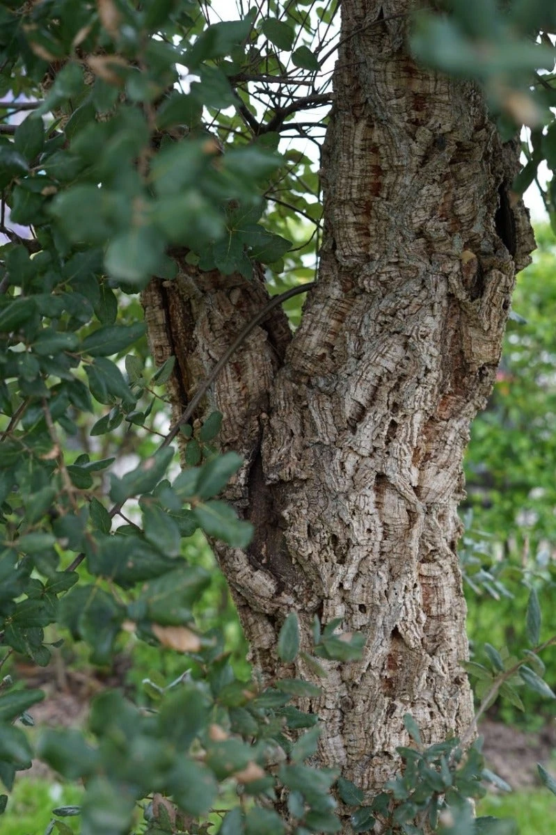 Kurkeik (Quercus Suber) 9 Kurkeik (Quercus Suber) - Afbeelding 7