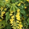 Goudenregen Als Boom (Laburnum Anagyroides 'Yellow Rocket')