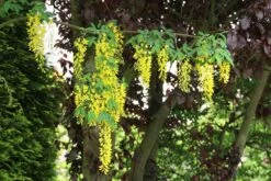 Gouden Regen Als Boom (Laburnum Watereri 'Vossii') 24 Gouden Regen Als Boom (Laburnum Watereri 'Vossii') -Tuinplanten Winkel laburnum w. vossi 1 1