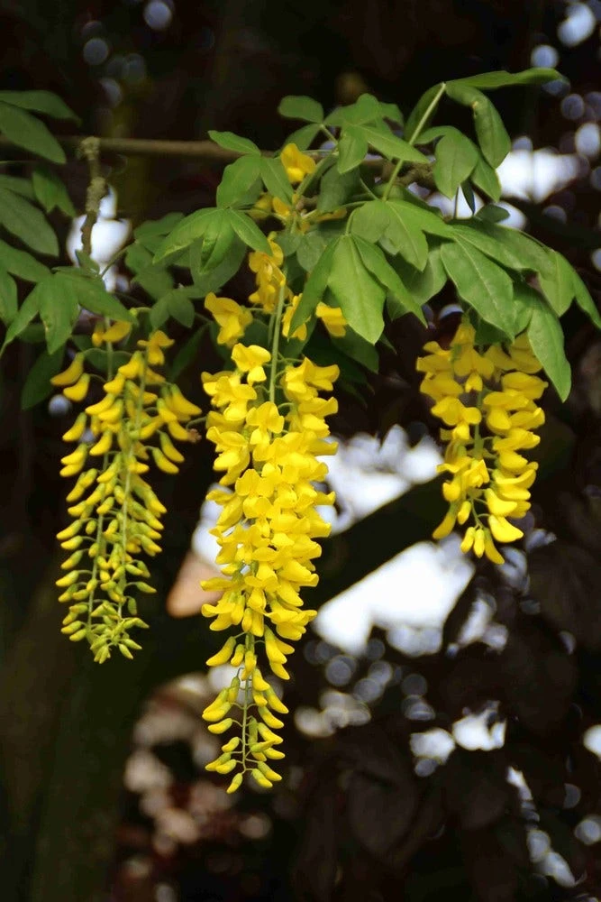 Gouden Regen Als Boom (Laburnum Watereri 'Vossii') 14 Gouden Regen Als Boom (Laburnum Watereri 'Vossii') - Afbeelding 12