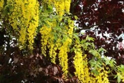 Gouden Regen Als Boom (Laburnum Watereri 'Vossii') 25 Gouden Regen Als Boom (Laburnum Watereri 'Vossii') -Tuinplanten Winkel laburnum w. vossi 3 1