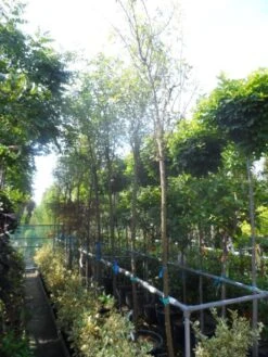 Gouden Regen Als Boom (Laburnum Watereri 'Vossii') 19 Gouden Regen Als Boom (Laburnum Watereri 'Vossii') -Tuinplanten Winkel laburnum watereri vossii 10 12 14ho cont