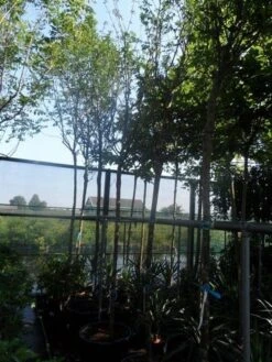 Gouden Regen Als Boom (Laburnum Watereri 'Vossii') 23 Gouden Regen Als Boom (Laburnum Watereri 'Vossii') -Tuinplanten Winkel laburnum watereri vossii 14 16ho cont