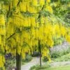 Gouden Regen Als Boom (Laburnum Watereri 'Vossii') 1 Gouden Regen Als Boom (Laburnum Watereri 'Vossii') -Tuinplanten Winkel laburnum x watereri vossii01