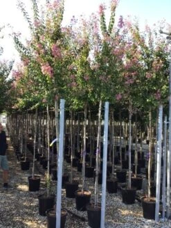 Roze Lagerstroemia Als Boom (Lagerstroemia Indica) -Tuinplanten Winkel lagerstreomia rosea 6 8 1