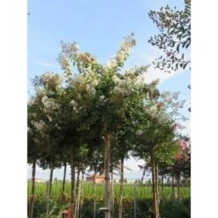 Witte Lagerstroemia Als Boom (Lagerstroemia Indica) -Tuinplanten Winkel lagerstroemia indica boom wit01