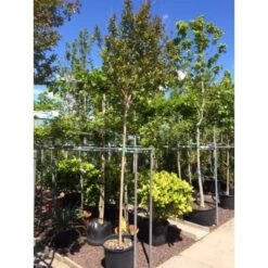 Witte Lagerstroemia Als Boom (Lagerstroemia Indica) -Tuinplanten Winkel lagerstroemia indica boom01