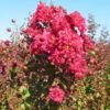 Lagerstroemia Als Halfstam (Lagerstroemia Indica) -Tuinplanten Winkel lagerstroemia 1