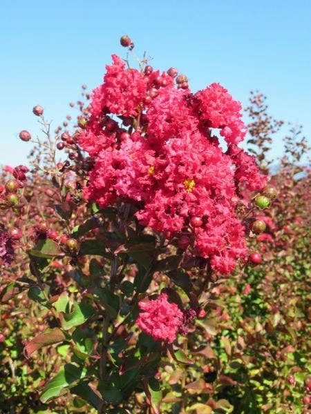 Lagerstroemia Als Halfstam (Lagerstroemia Indica) 3 Lagerstroemia Als Halfstam (Lagerstroemia Indica)