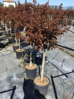 Lagerstroemia Als Halfstam (Lagerstroemia Indica 'Berry Dazzle') -Tuinplanten Winkel lagerstroemia black dazzle halfstam