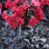 Lagerstroemia Als Halfstam (Lagerstroemia 'Black Diamond Best Red') 2 Lagerstroemia Als Halfstam (Lagerstroemia 'Black Diamond Best Red') -Tuinplanten Winkel lagerstroemia black diamond
