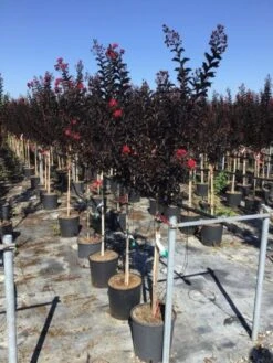 Lagerstroemia Als Halfstam (Lagerstroemia 'Black Diamond Best Red') 10 Lagerstroemia Als Halfstam (Lagerstroemia 'Black Diamond Best Red') -Tuinplanten Winkel lagerstroemia black diamond halfstam