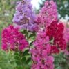 Lagerstroemia (Lagerstroemia Indica 'Red Imperator') -Tuinplanten Winkel lagerstroemia indica