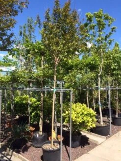 Roze Lagerstroemia Als Boom (Lagerstroemia Indica) -Tuinplanten Winkel lagerstroemia indica 10 12ho