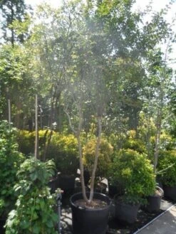 Lagerstroemia Wit (Lagerstroemia Indica) 14 Lagerstroemia Wit (Lagerstroemia Indica) -Tuinplanten Winkel lagerstroemia indica 250 300 350 meerstammig