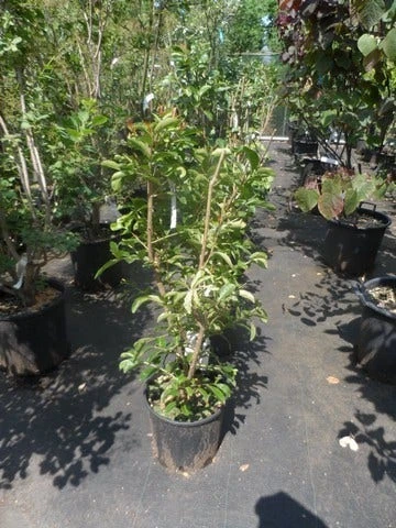 Lagerstroemia Wit (Lagerstroemia Indica) 7 Lagerstroemia Wit (Lagerstroemia Indica) - Afbeelding 5