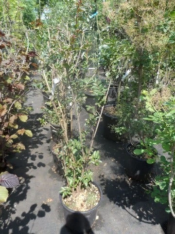 Lagerstroemia Wit (Lagerstroemia Indica) 6 Lagerstroemia Wit (Lagerstroemia Indica) - Afbeelding 4