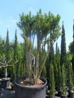 Lagerstroemia Wit (Lagerstroemia Indica) 17 Lagerstroemia Wit (Lagerstroemia Indica) -Tuinplanten Winkel lagerstroemia indica c750 ombrella