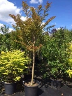Roze Lagerstroemia Als Boom (Lagerstroemia Indica) -Tuinplanten Winkel lagerstroemia indica halfstam 14 16