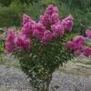 Lagerstroemia Roze (Lagerstroemia Indica)