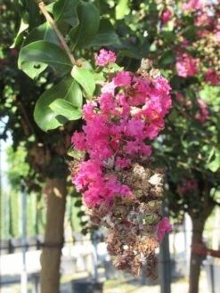 Roze Lagerstroemia Als Boom (Lagerstroemia Indica) -Tuinplanten Winkel lagerstroemia indica roze 11