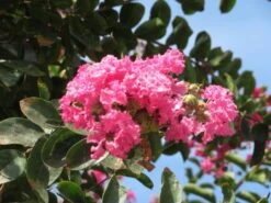 Roze Lagerstroemia Als Boom (Lagerstroemia Indica) -Tuinplanten Winkel lagerstroemia indica roze 3