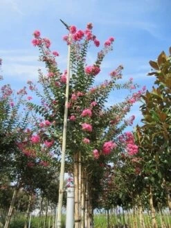 Roze Lagerstroemia Als Boom (Lagerstroemia Indica) -Tuinplanten Winkel lagerstroemia indica roze 4