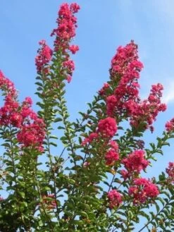 Roze Lagerstroemia Als Boom (Lagerstroemia Indica) -Tuinplanten Winkel lagerstroemia indica roze 5