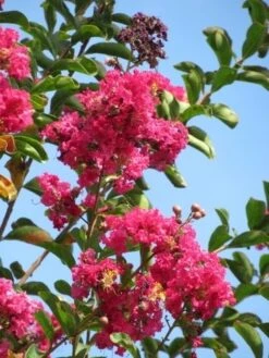 Roze Lagerstroemia Als Boom (Lagerstroemia Indica) -Tuinplanten Winkel lagerstroemia indica roze 6