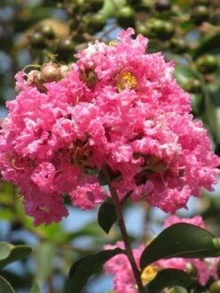 Roze Lagerstroemia Als Boom (Lagerstroemia Indica) -Tuinplanten Winkel lagerstroemia indica roze 7